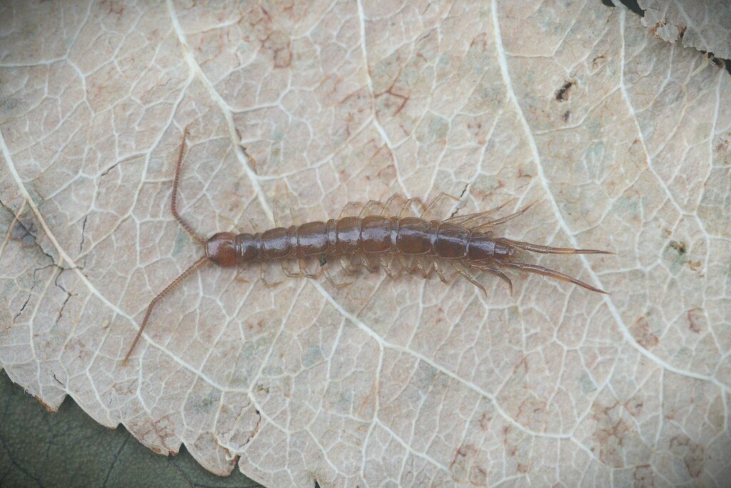 Scarce Lithobius