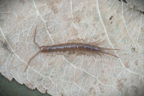 Scarce Lithobius