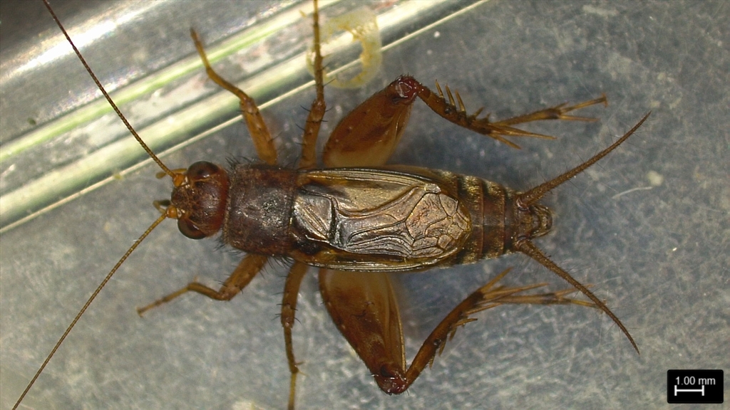 Walker’s ground cricket