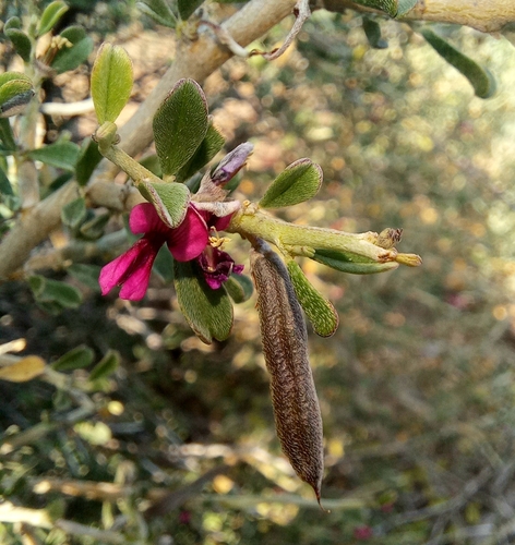 Heart Indigo (Indigofera obcordata)