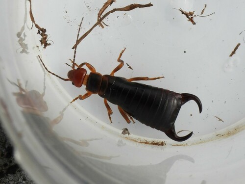 Chelidura aptera