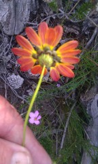 Ursinia dentata