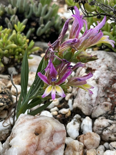 Babiana lewisiana