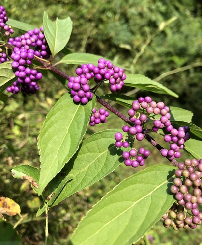 Image of Callicarpa dichotoma by (c) jonsense, some rights reserved (CC BY)