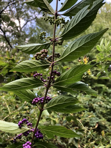Image of Callicarpa dichotoma by (c) jonsense, some rights reserved (CC BY)