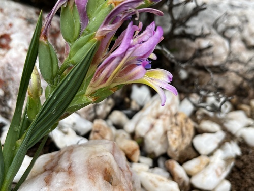 Babiana lewisiana