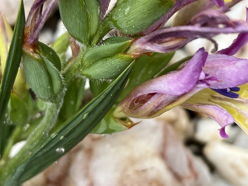 Babiana lewisiana