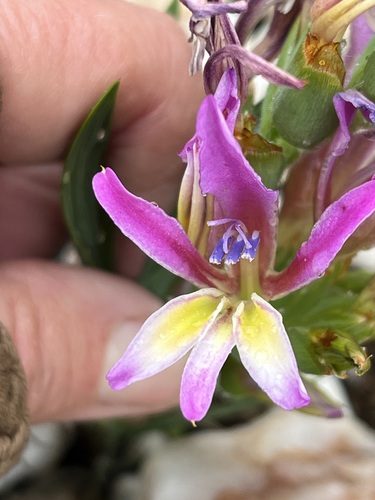 Image of Babiana lewisiana by (c) Charleen Brunke, some rights reserved (CC BY)