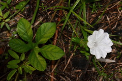 Ipomoea pes-tigridis