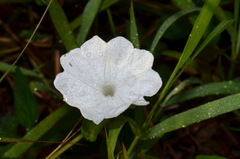 Ipomoea pes-tigridis