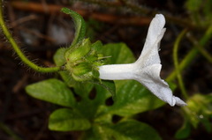 Ipomoea pes-tigridis
