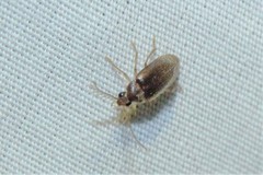 Ptilodactyla carinata