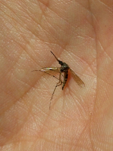 iNaturalist observation photo of Aedini