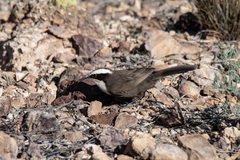 Hall's Babbler photo 5