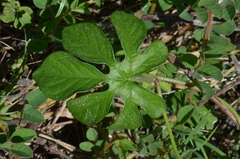 Ipomoea pes-tigridis
