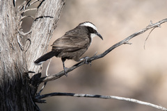 Hall's Babbler photo 4