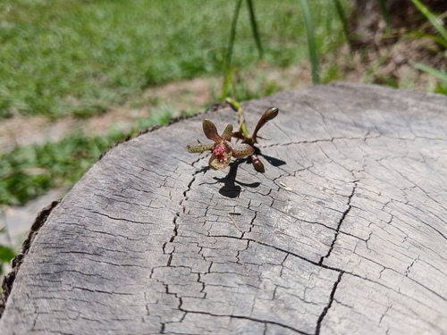 Epidendrum hombersleyi Summerh. 2