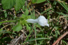 Ipomoea pes-tigridis