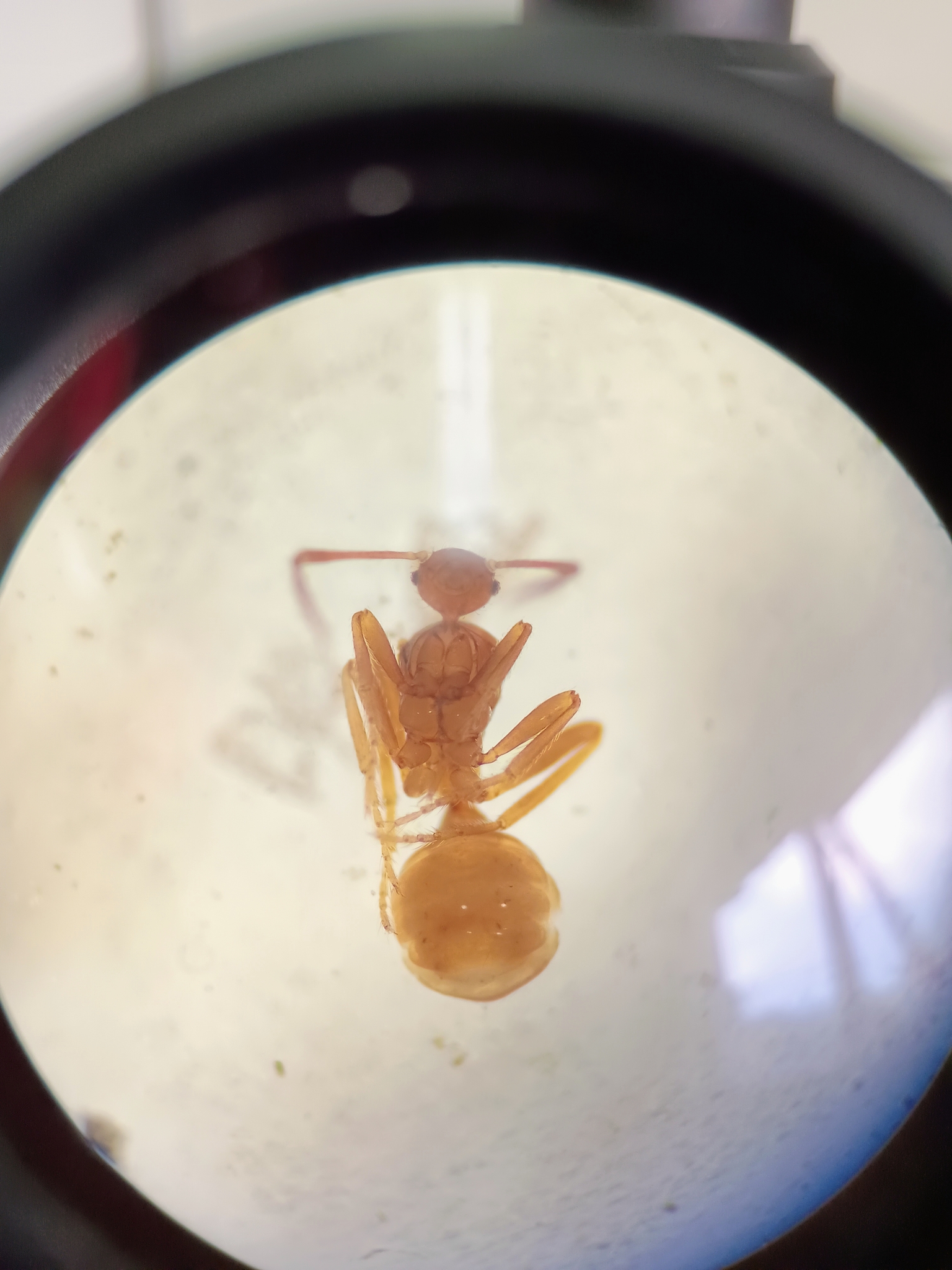 Pheidole acutidens