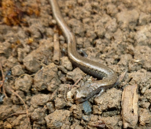 Gregarious Slender Salamander