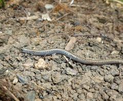 Batrachoseps gregarius