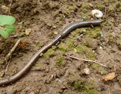 Batrachoseps gregarius