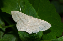Scopula nigropunctata