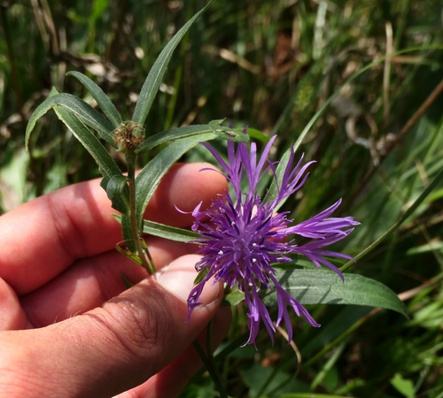 Image of Centaurea rhaetica by no rights reserved