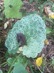 Phyllocnistis insignis