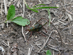 Barbitistes serricauda