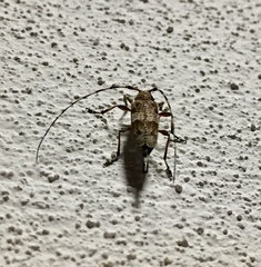 Acanthocinus griseus