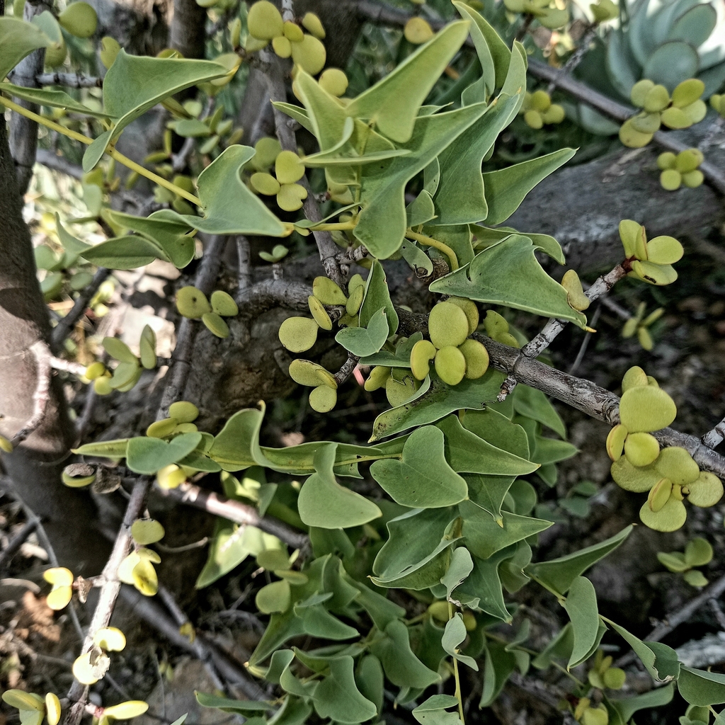 Dioscorea hemicrypta; photograph (c) kevin koen, some rights reserved (CC BY-SA)
