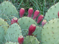 Opuntia dulcis