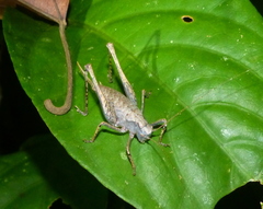 Apteroscirtus cristatus