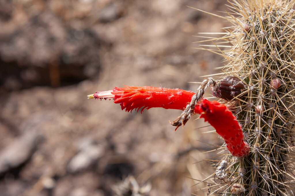 Cleistocactus baumannii (Lem.) Lem.