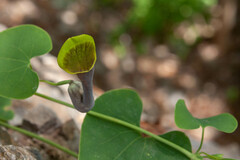 Aristolochia argentina, photograph Gabriel Reinoso Franchino, CC BY, iNaturalist via GBIF