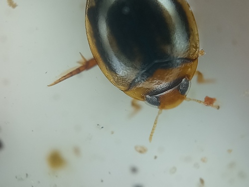 Desmopachria varians