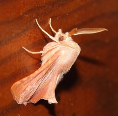 Drepanogynis ennomaria