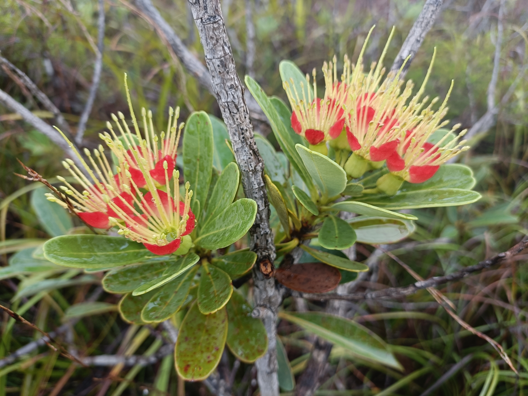 Xanthostemon aurantiacus