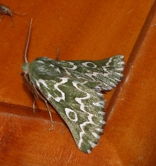 Drepanogynis bifasciata