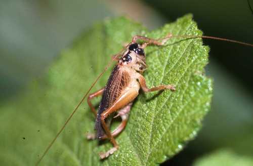 Gryllacrididae
