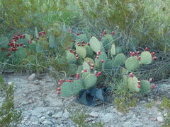 Opuntia dulcis