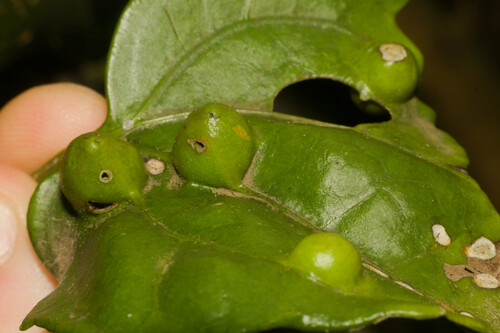 Liodiplosis spherica