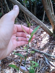 Cleistesiopsis bifaria