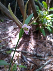 Cleistesiopsis bifaria