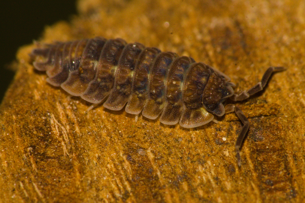 Neotroponiscus daguerrii