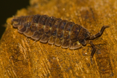 Neotroponiscus daguerrii