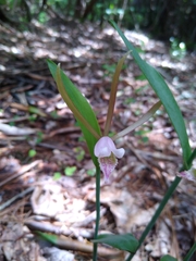 Cleistesiopsis bifaria