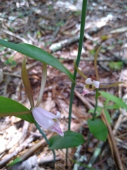 Cleistesiopsis bifaria