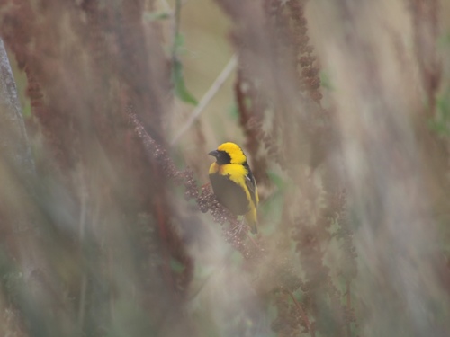 Yellow-crowned Bishop, 90045, Los Angeles, CA, US, photo 9 of 10